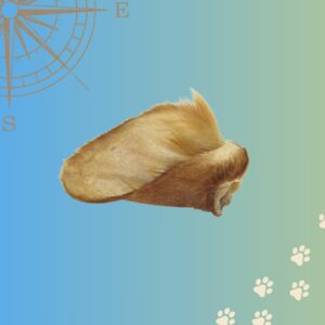 Oreille de Bœuf avec Poils
